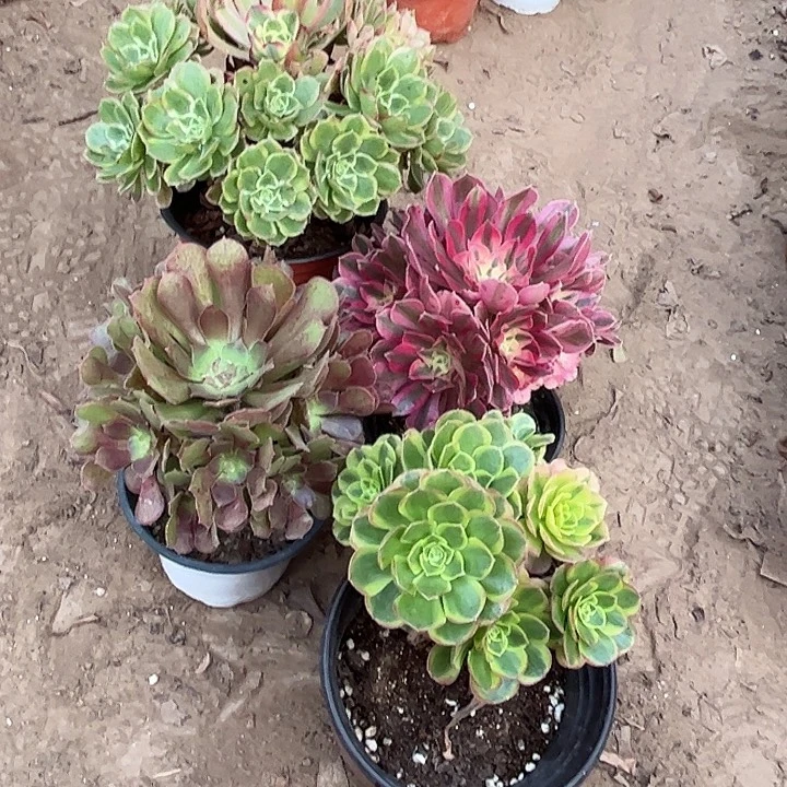 633多肉植物组合，