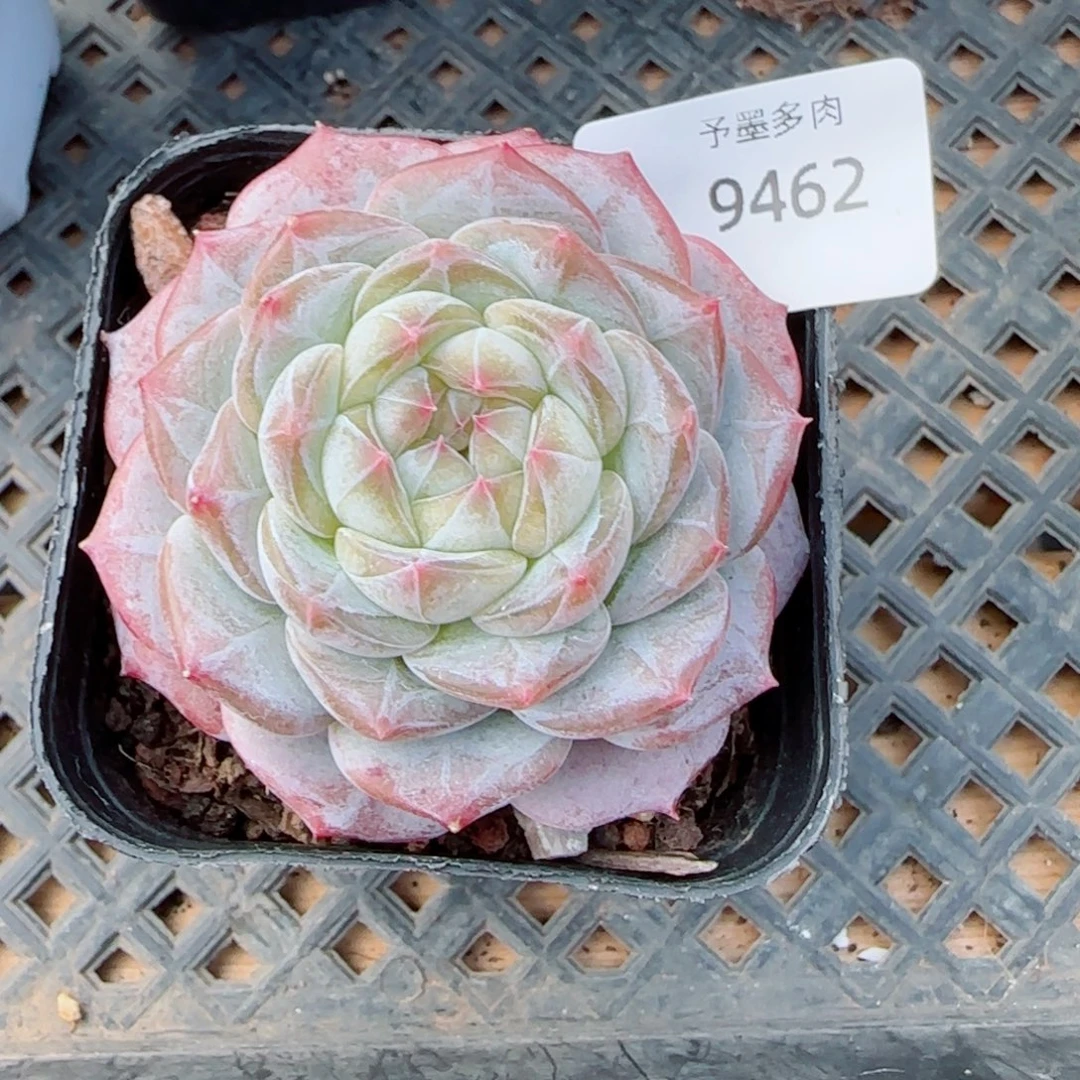 薰衣草，9462多肉植物