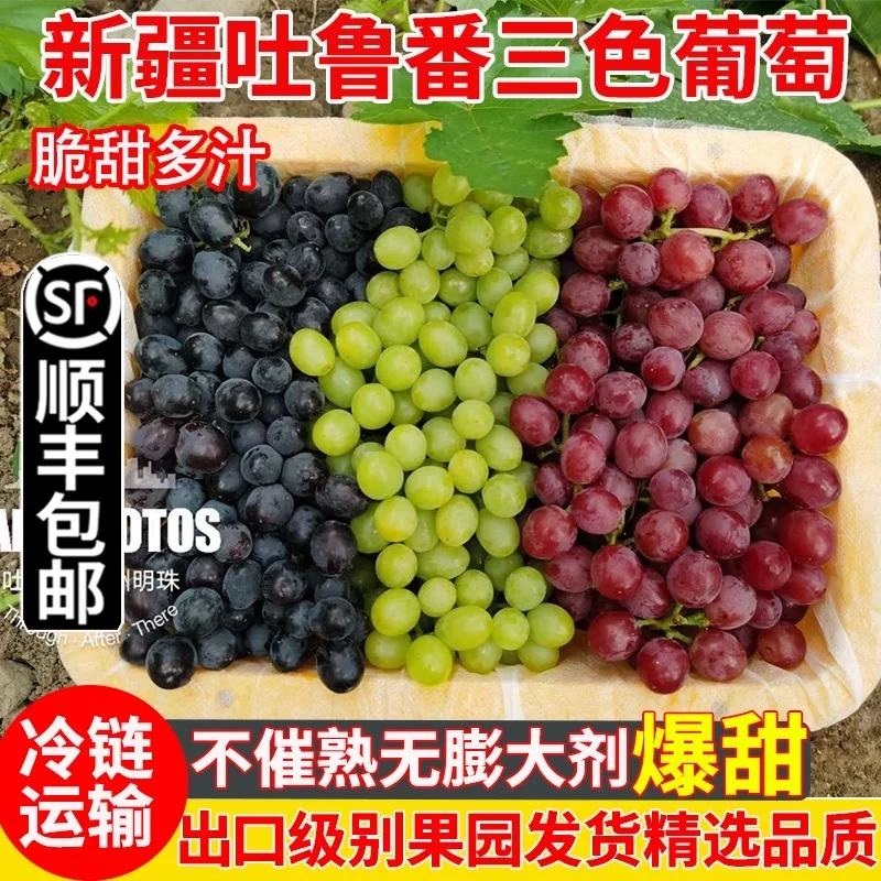 新疆吐鲁番新鲜当季水果三拼无核白无籽三色葡萄  顺丰包邮