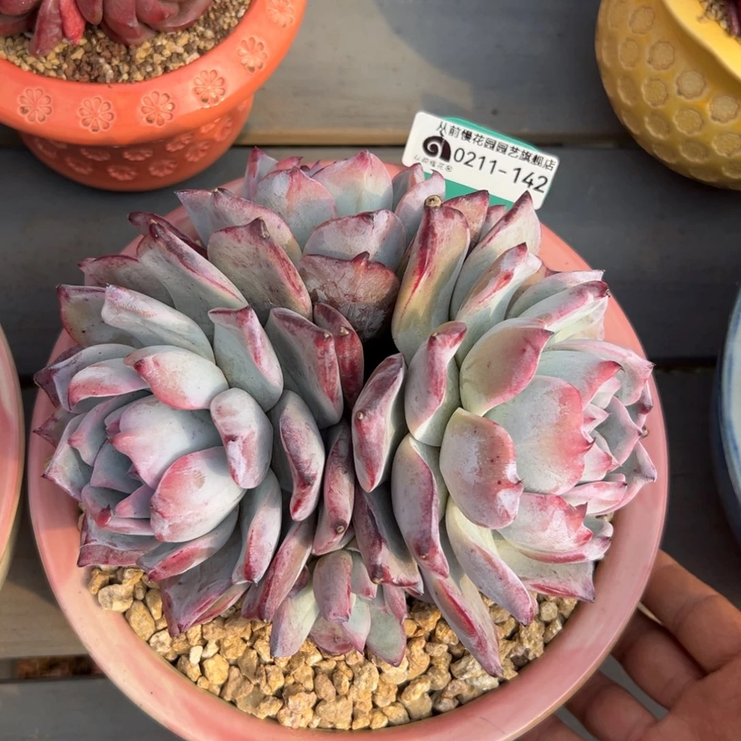 多肉一物一拍0211-142