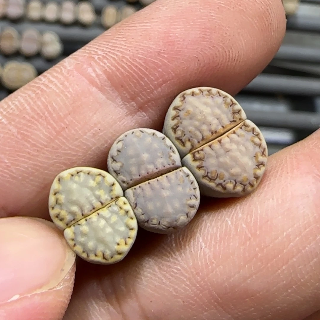 9.29。 饼干彩套无人福利。   2033