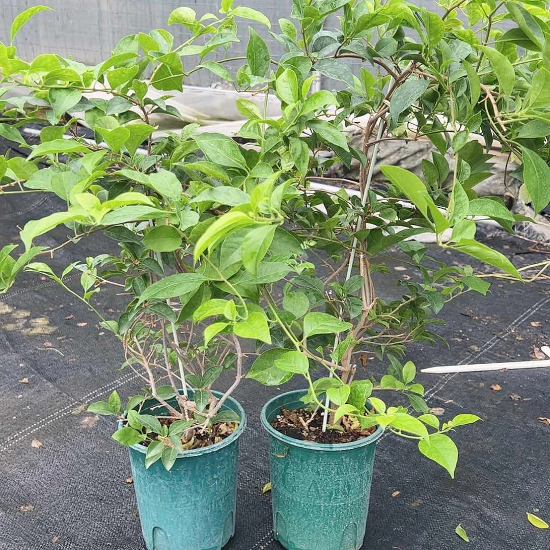 当前无花栽培后可以开花白雪公主一颗