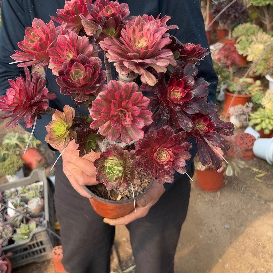 多肉植物多肉植物