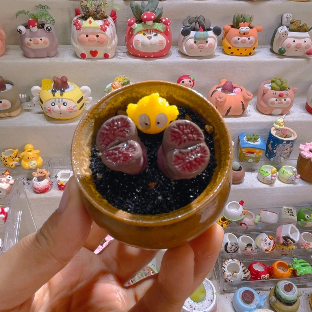 021岛田红窗菊带盆土一套58