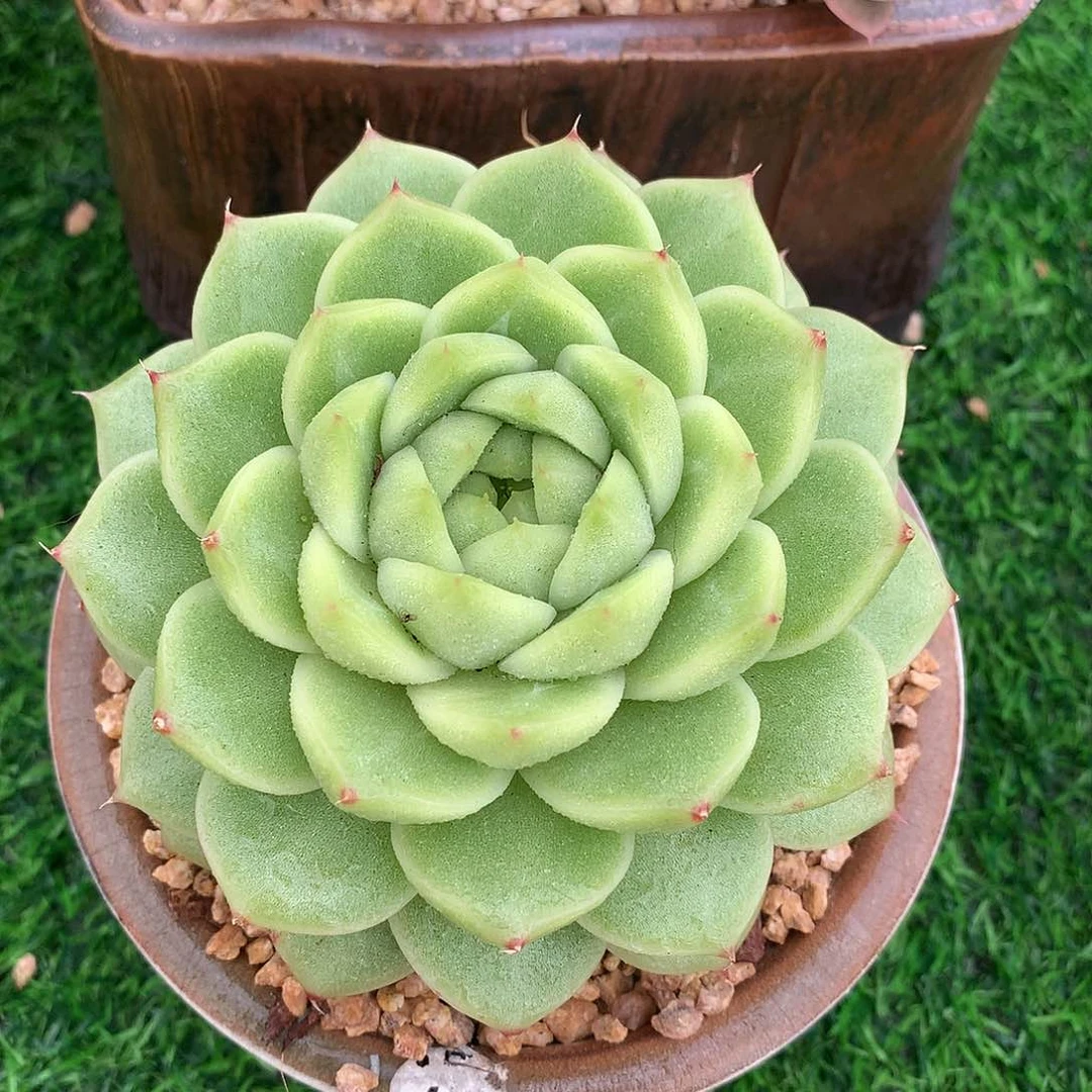麦秆11 公分一物一拍