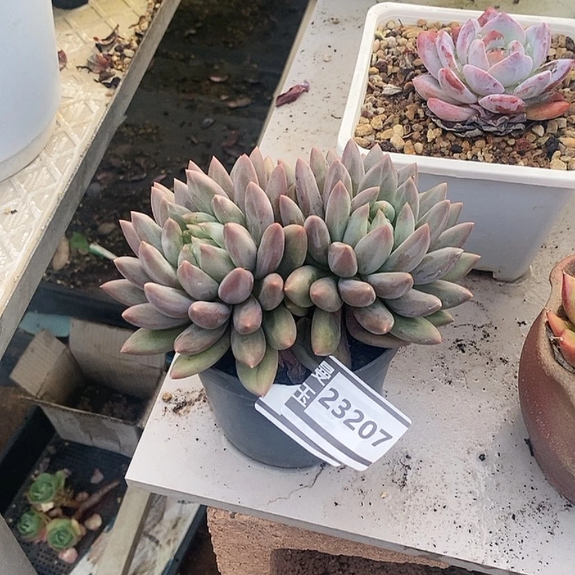 【闪购商品】水晶球23207