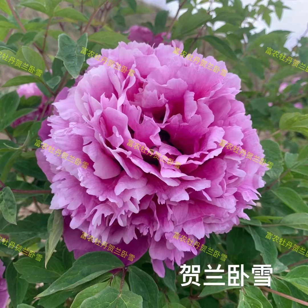 富农紫斑牡丹嫁接苗  蓝色系嫁接苗