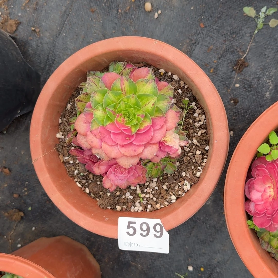 知否多肉植物0599