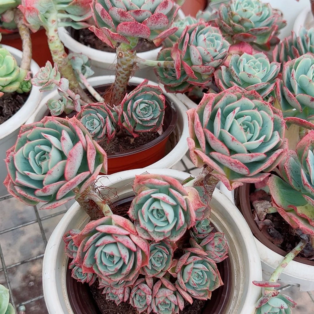 克罗地亚玫瑰多头造型