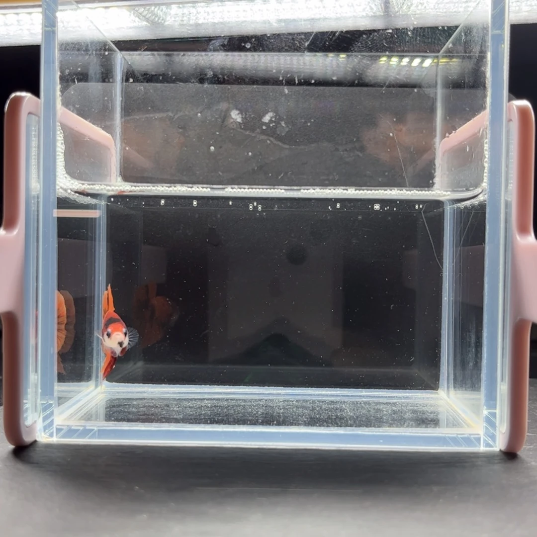 海胆宙斯斗鱼竞拍11-25