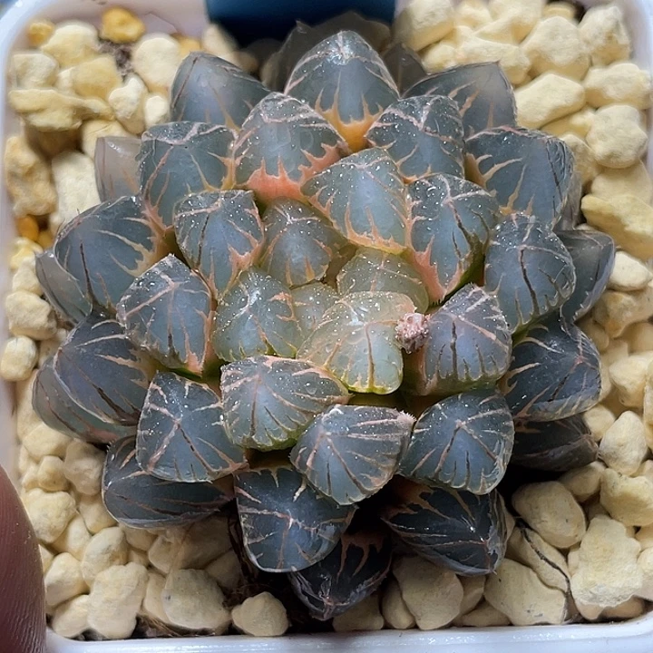 637糊斑霓虹灯锦母本