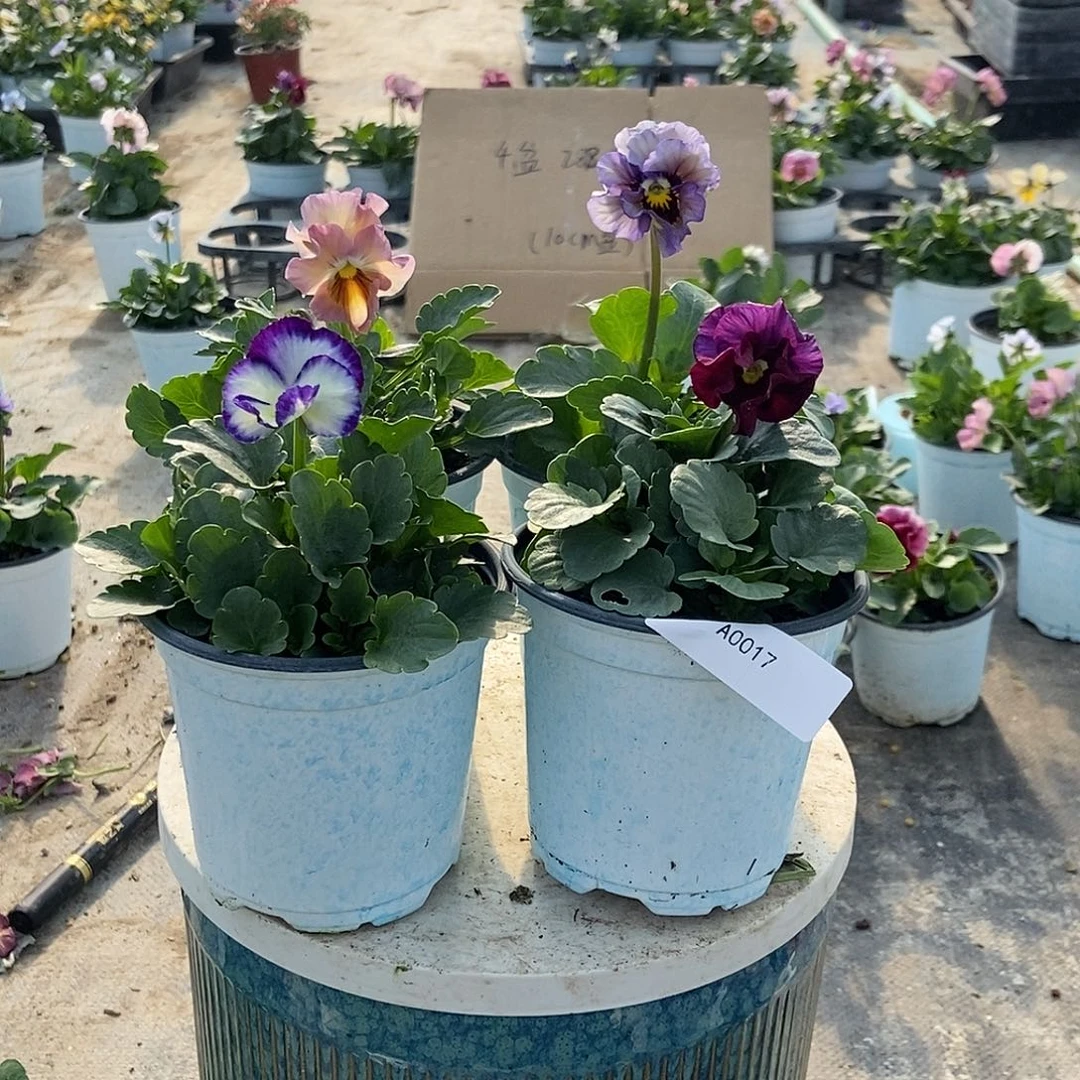 大部分花苞少量开放17