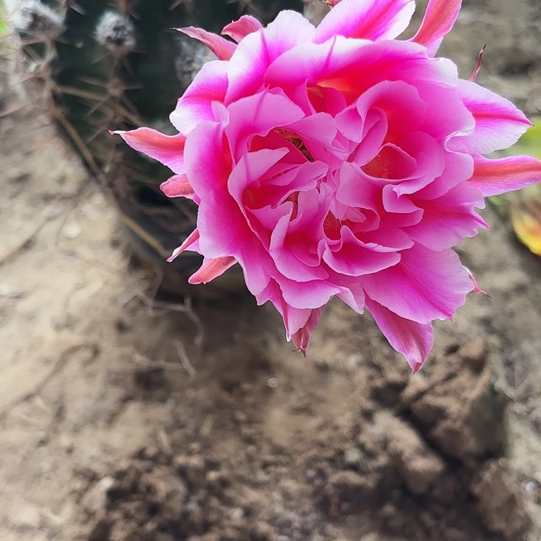 134 带根球脱土脱花瑕疵