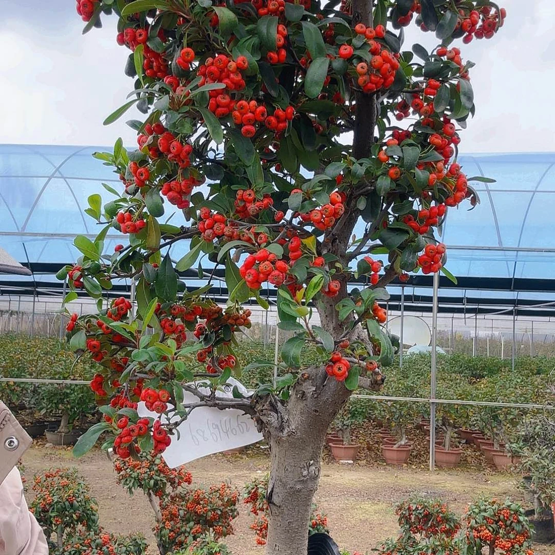 用***0无花朵火棘吉祥果