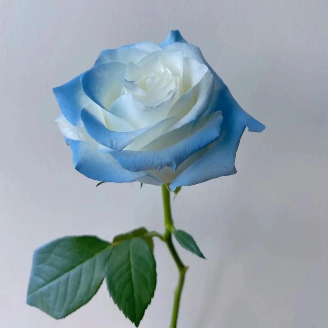 【骄傲碎冰蓝10支】云南鲜花全场鲜花任意两单升级顺丰送上门