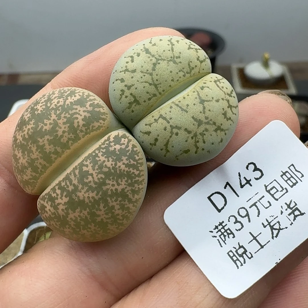 143多肉哈哈哈哈哈哈哈哈