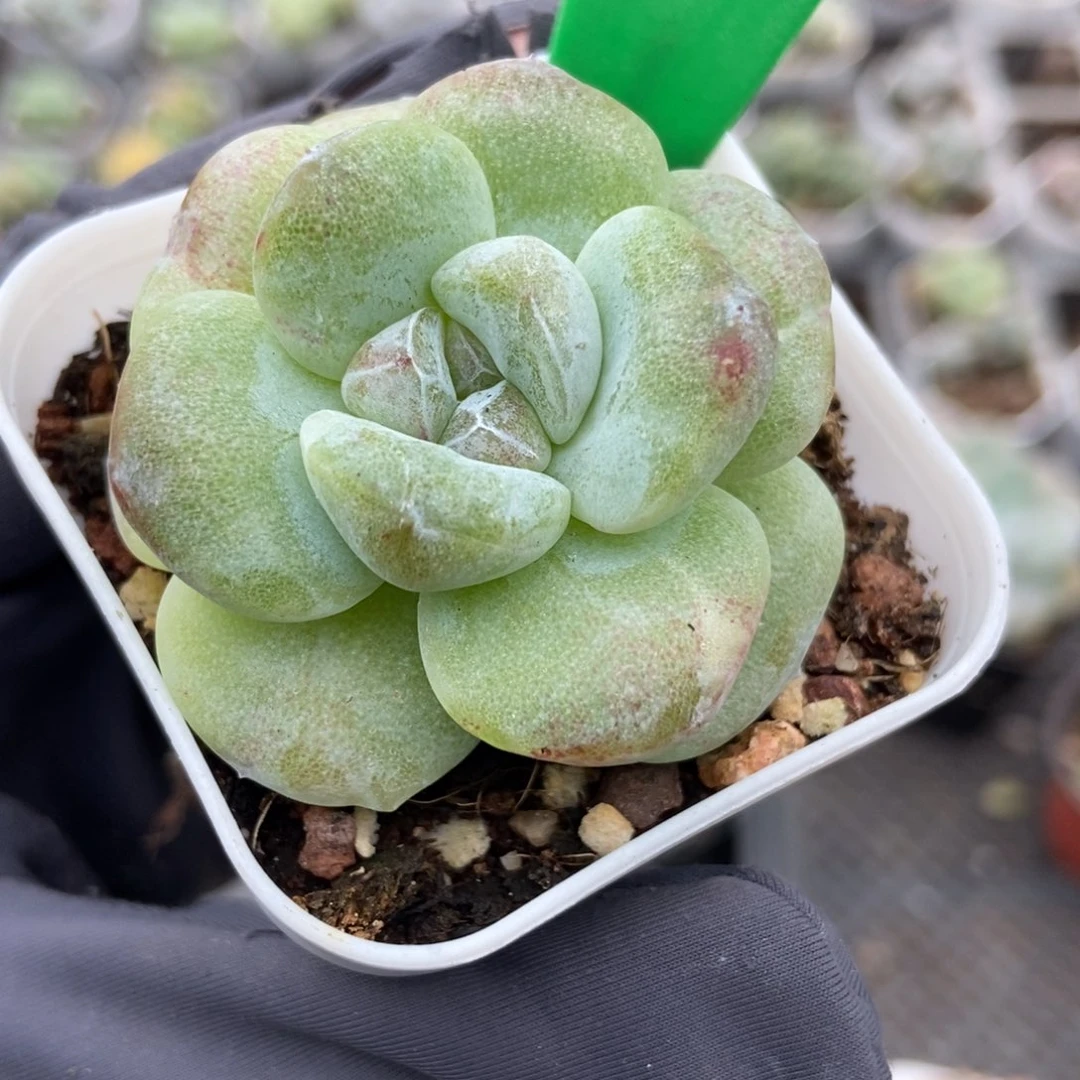 1910冰玉石化多肉植物