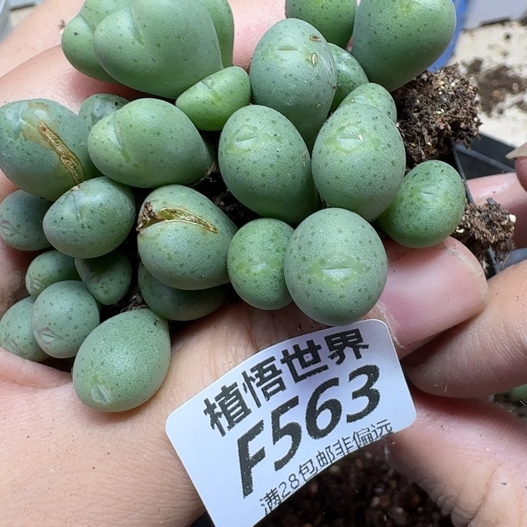 多肉植物的人啊fvv