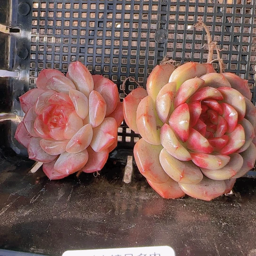 花时光精品多肉26