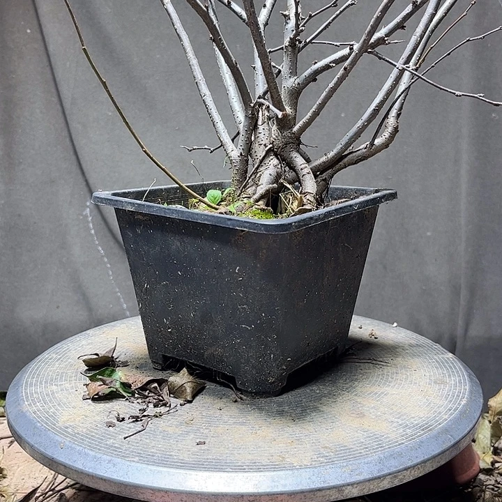 海***旧无花朵开花漂亮好看颜色