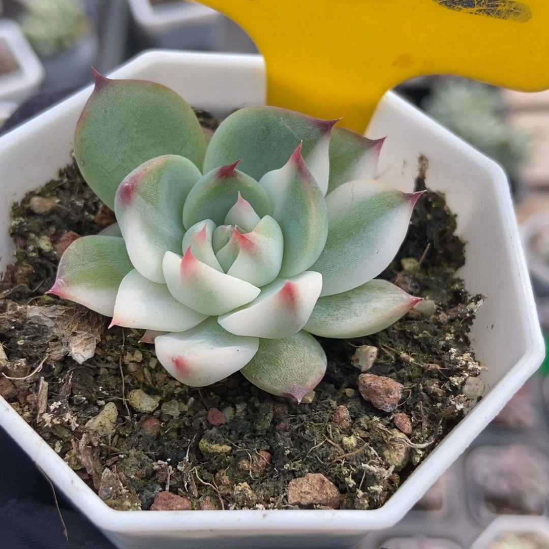 722吉娃娃锦多肉植物多肉