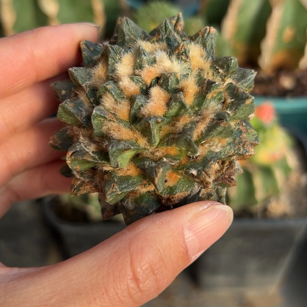 R***578 仙人球的比赛将于