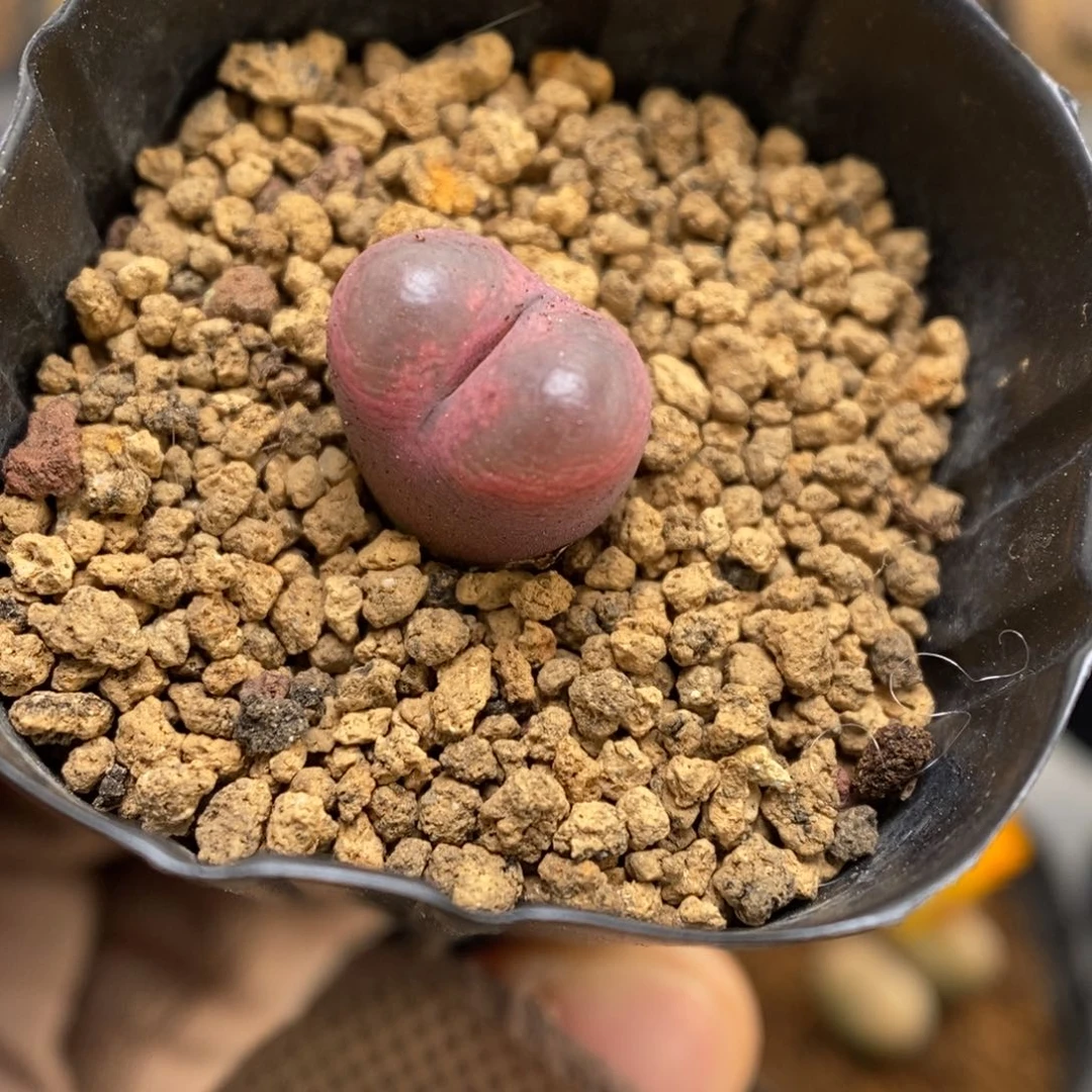 多肉植物肉锥杂交K-3656（1.2）勋章杂