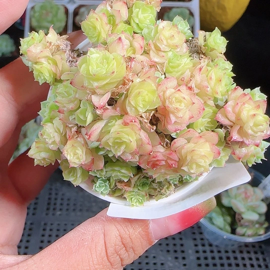 0926-136麦秆优选不包整