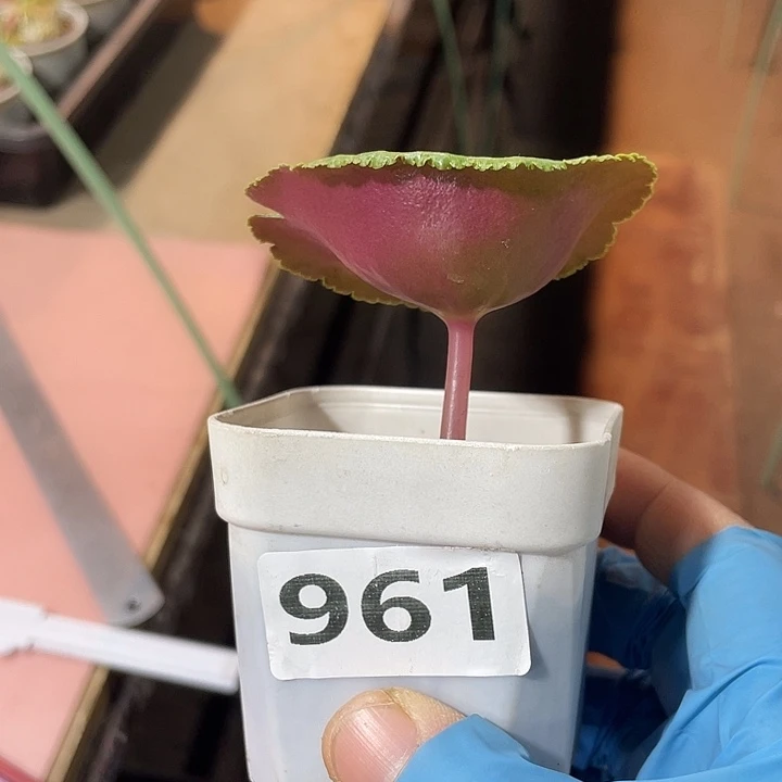 961小酒杯块根植物