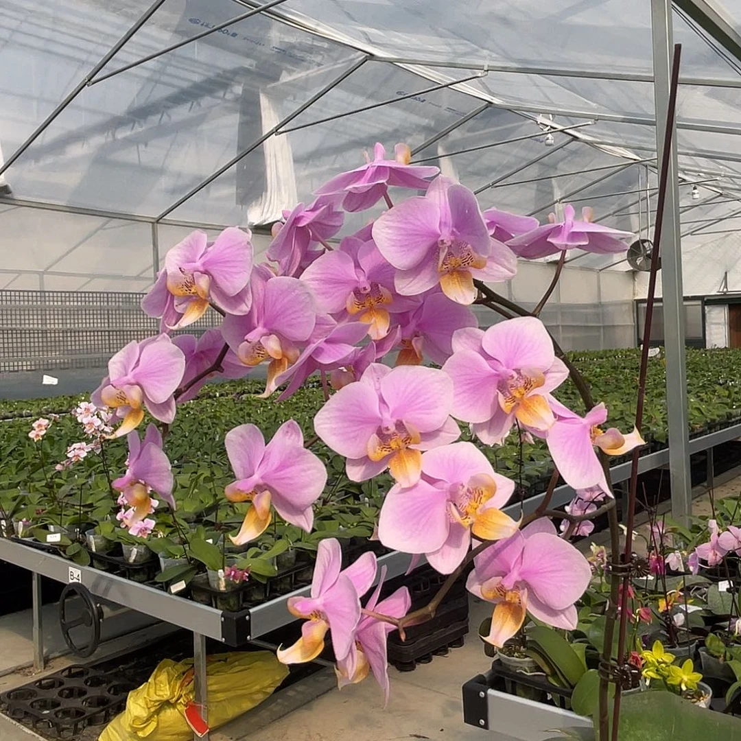 大量花朵（建议范围：8朵-15朵 或40%以上）编号912罗曼史