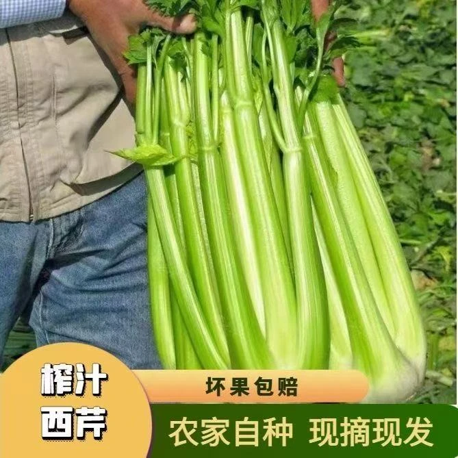 西芹农家自种现挖现发当季露天新鲜蔬菜带叶芹菜