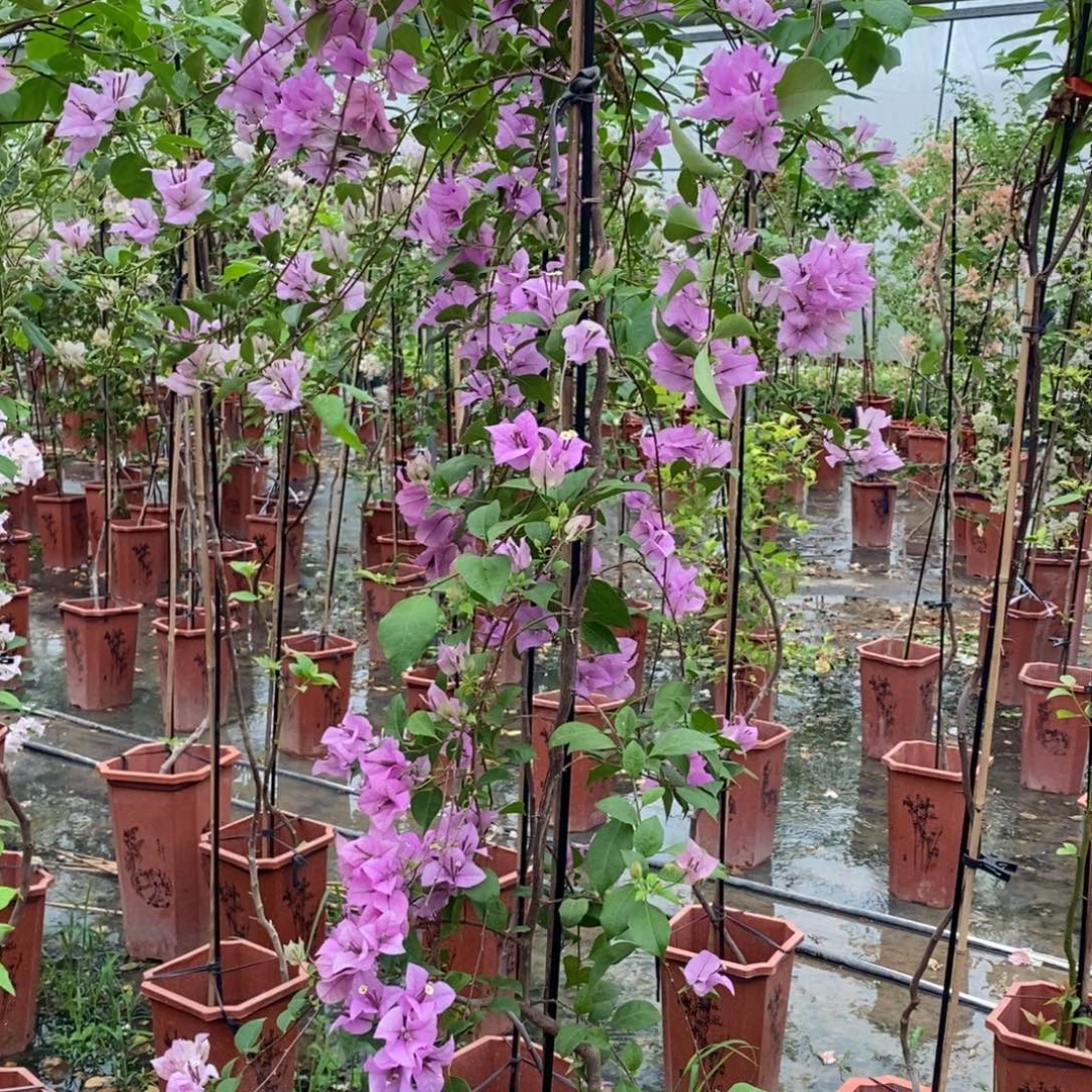 无花朵有花苞，运输过程中掉花掉叶正常现象
