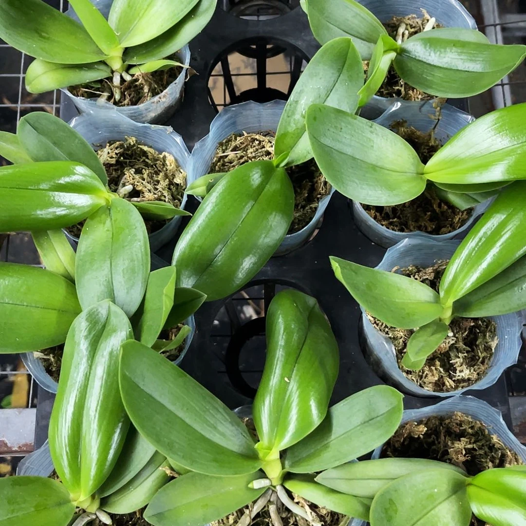 当前无花栽培后可以开花三和小小香蝶