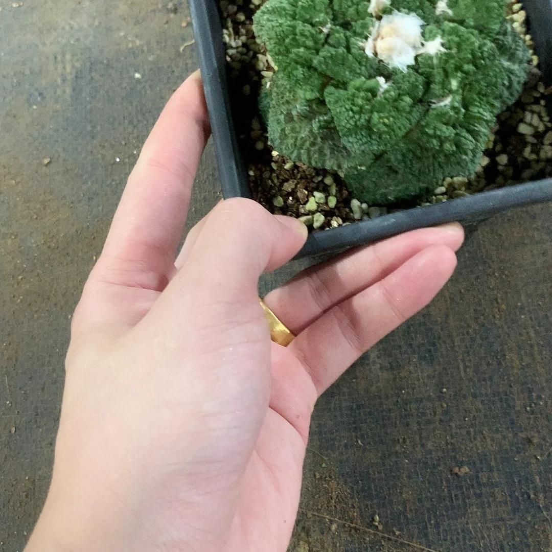 张***橙自根哥斯拉福利出