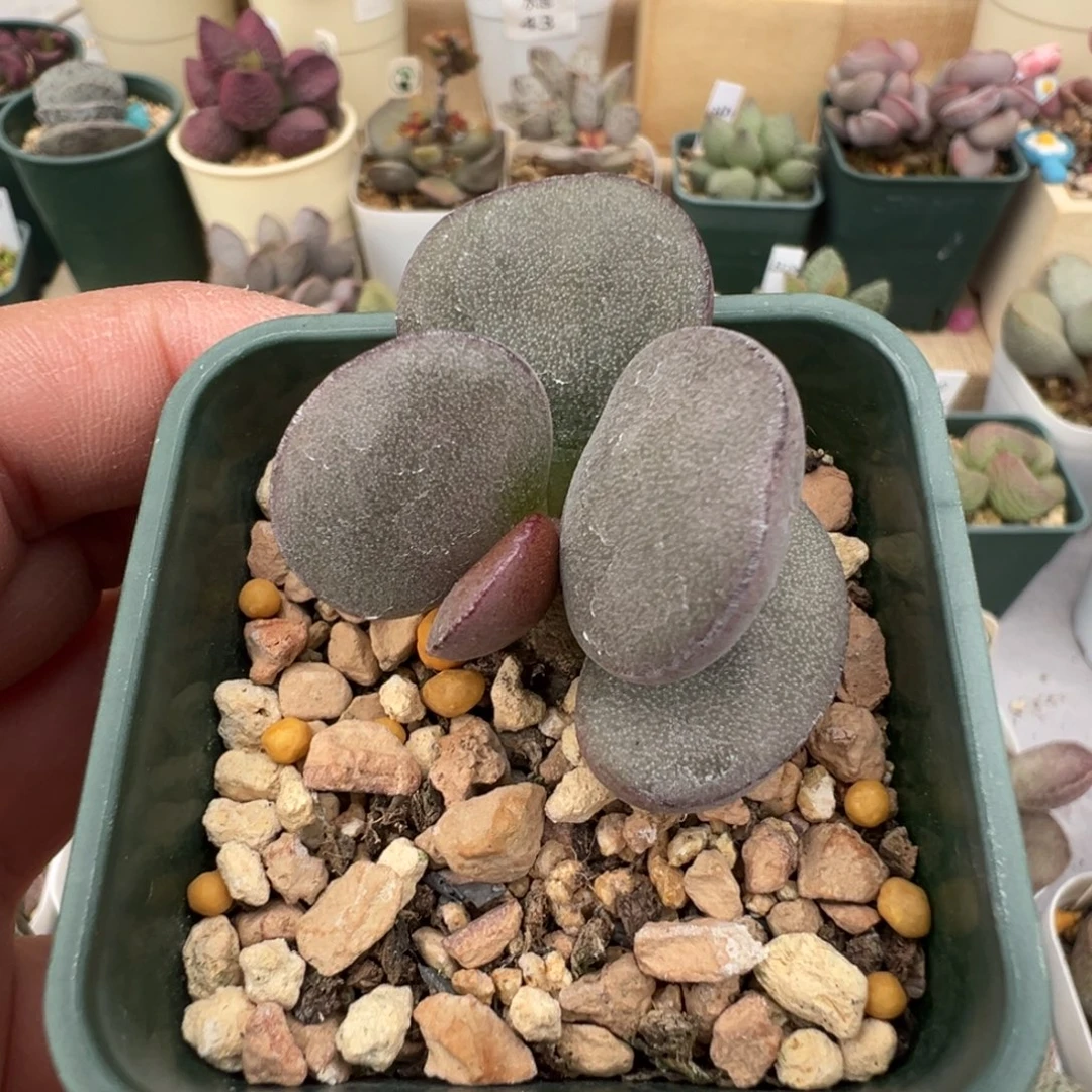 151 号好看的水泡冲冲冲