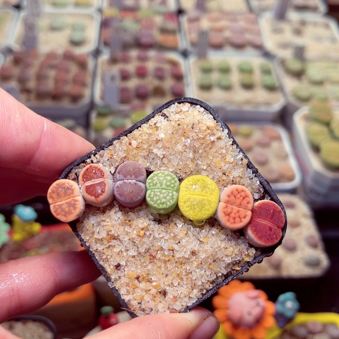 266号带盆包邮发货