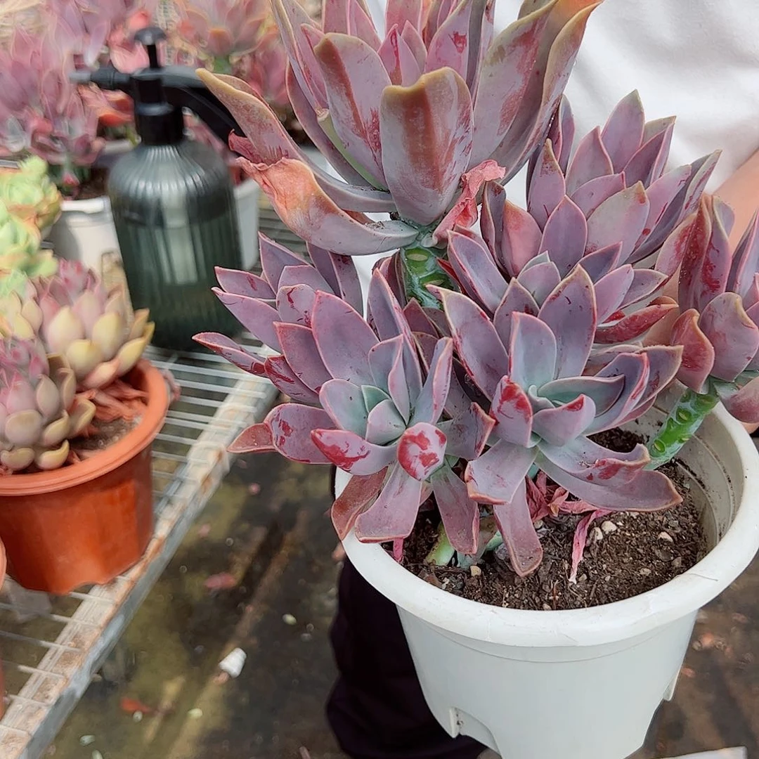 太妃糖单头带多仔整桩整群老桩冠幅20公分左右无砍