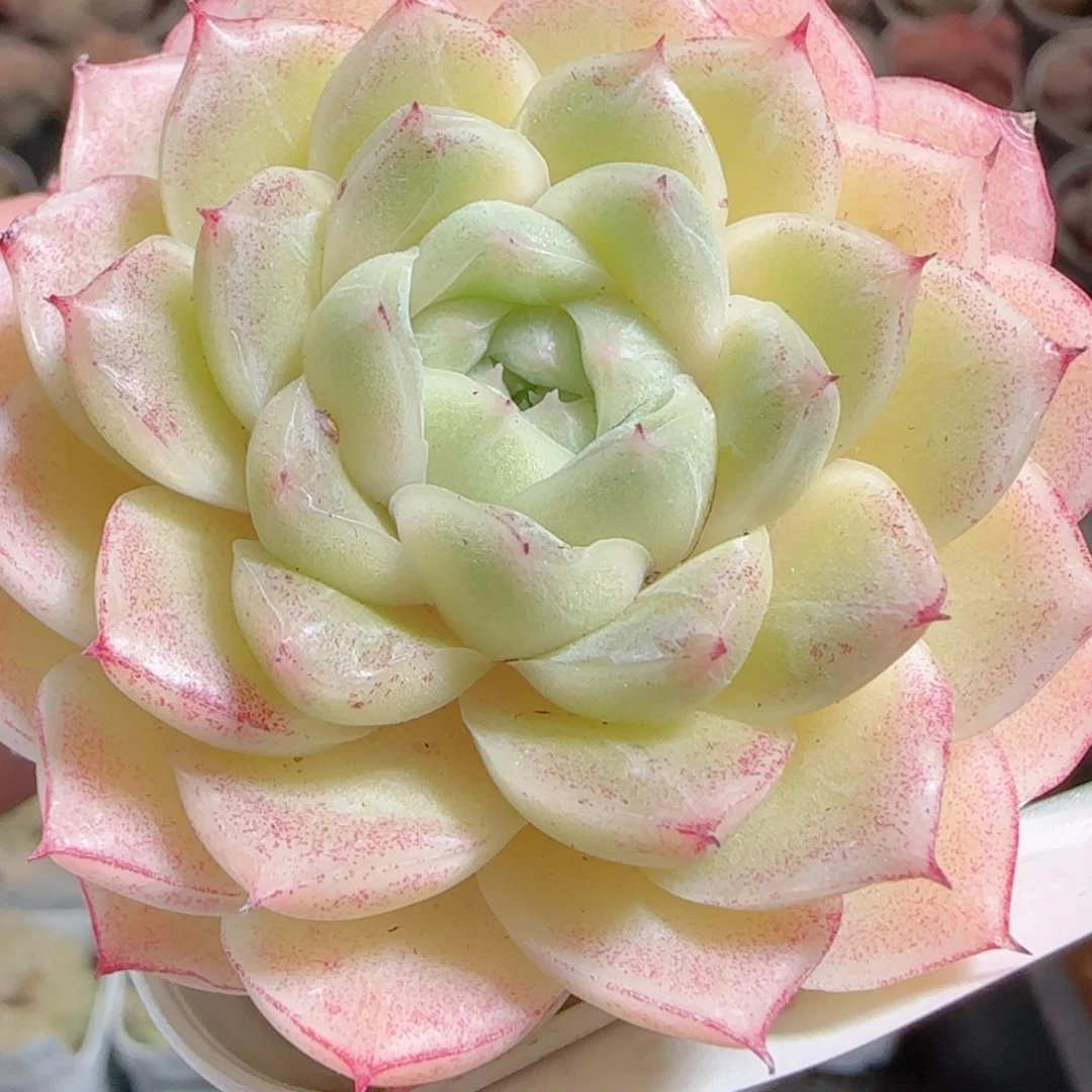 花语多肉0101-18云台麦秆