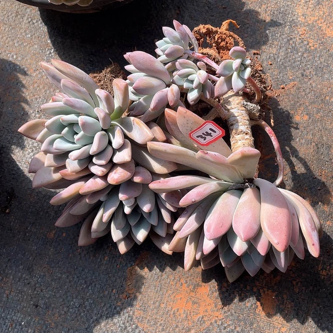 341奥普 一物一拍多肉