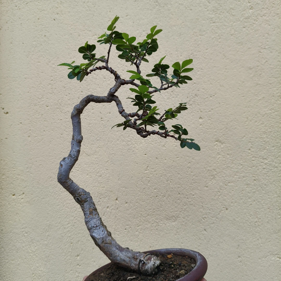 榆树小品榆树盆景