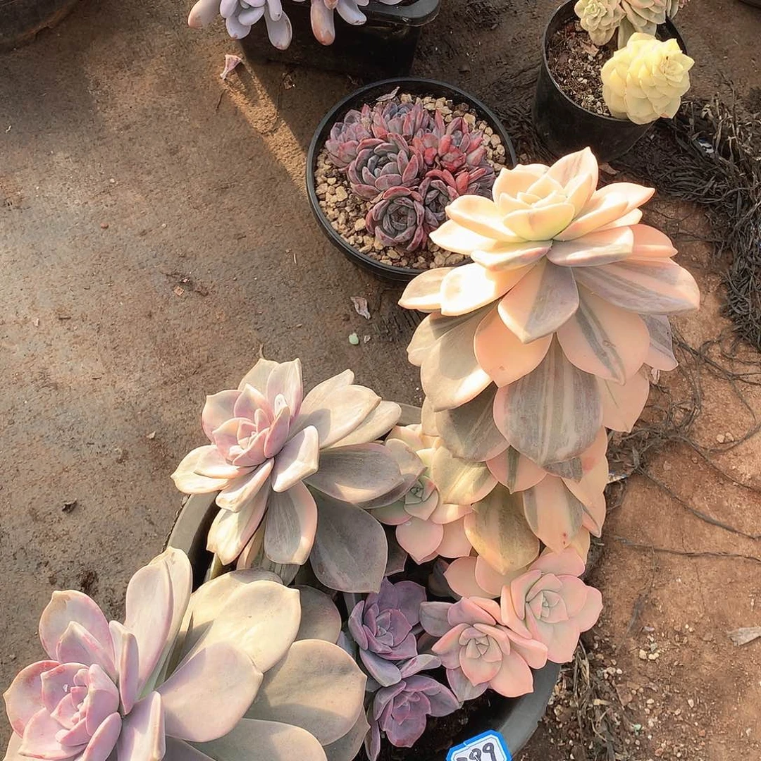 399紫乐锦一物一拍多肉