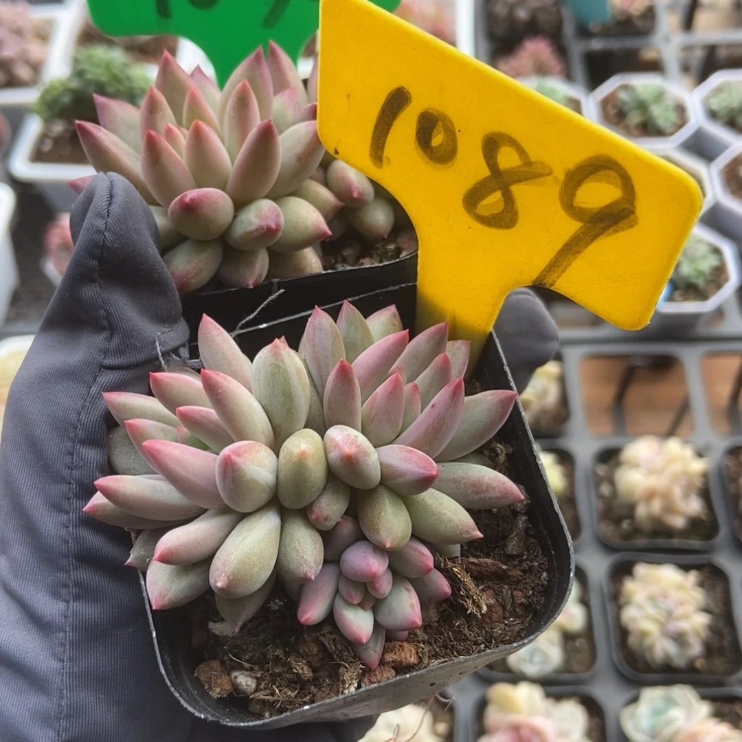 忆*1035 1089虞美人多肉植物