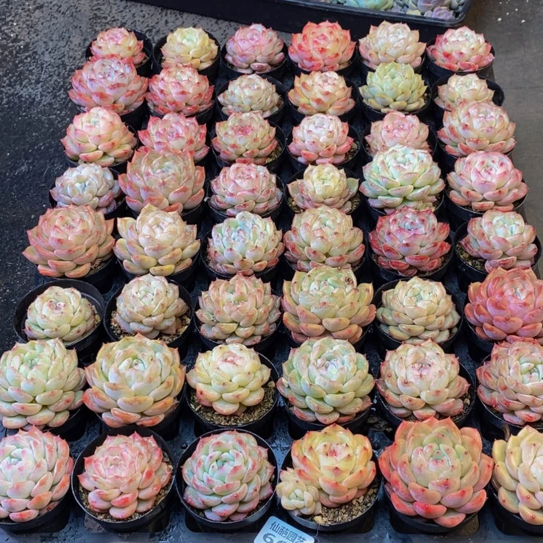 油***爱664的人和我一起看