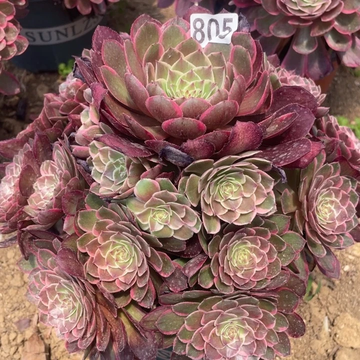 805多肉植物粉花妖