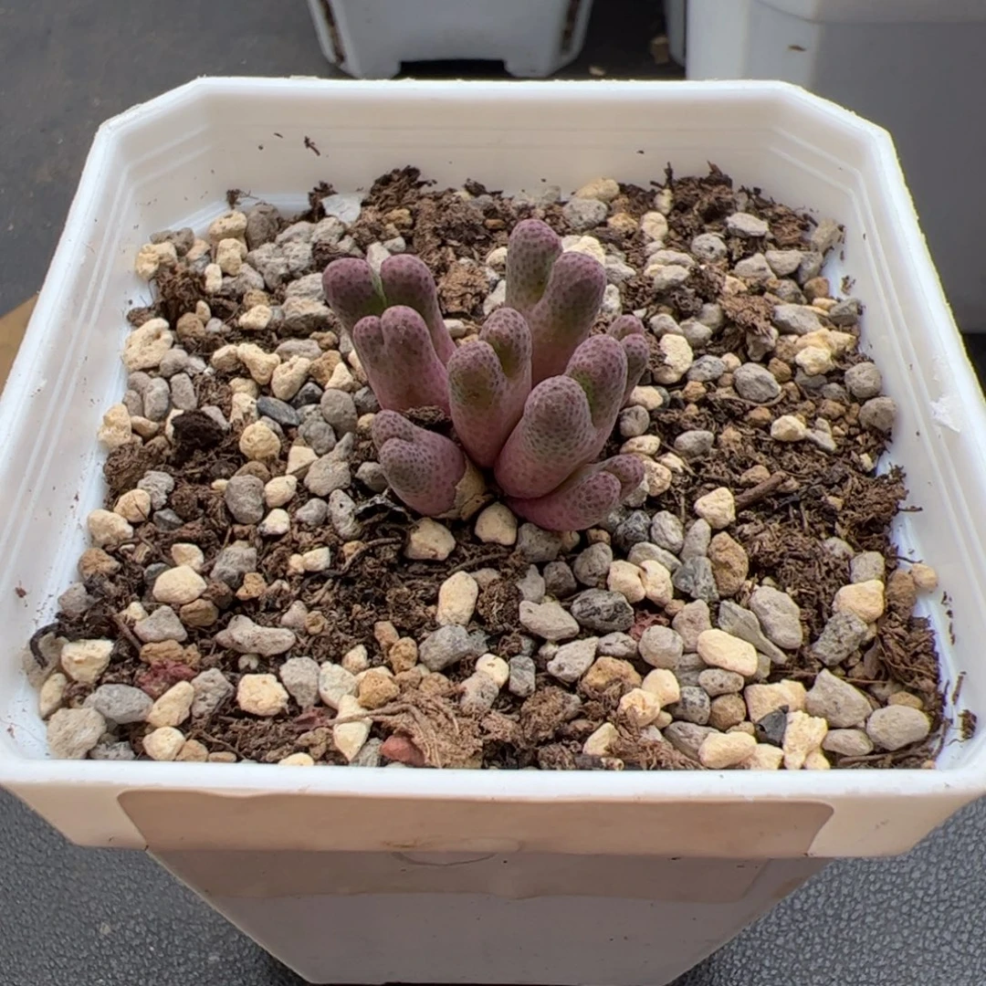 三***官9.25斑马955d多肉植物8