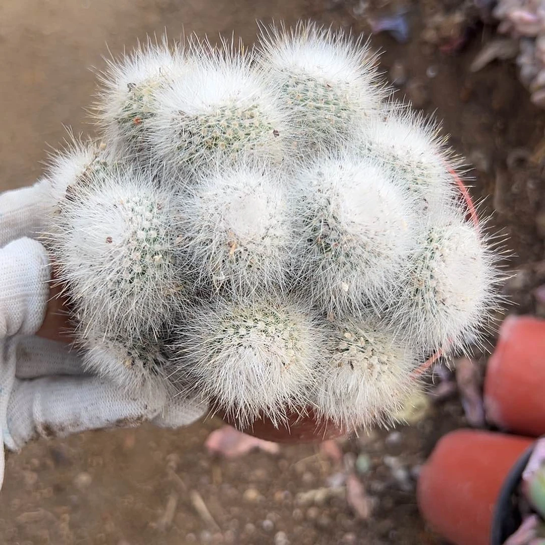 饿吐哦小心翼翼中央音乐学院