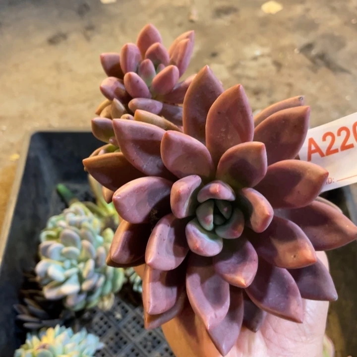 小***ε220 满20包邮脱土发货