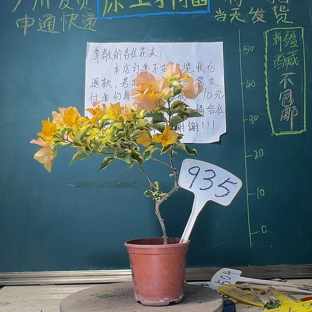 当前无花栽培后可以开花金边黄935