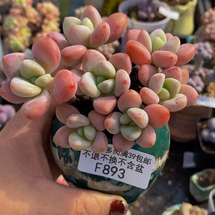 樱花洛神8cm893多肉植物