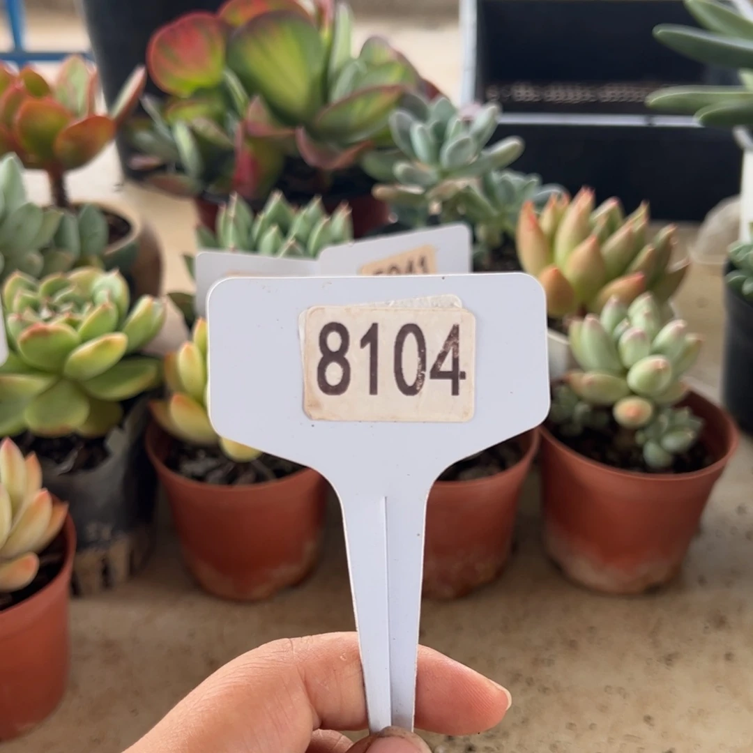 【闪购商品】陶****✨8104。 111111111